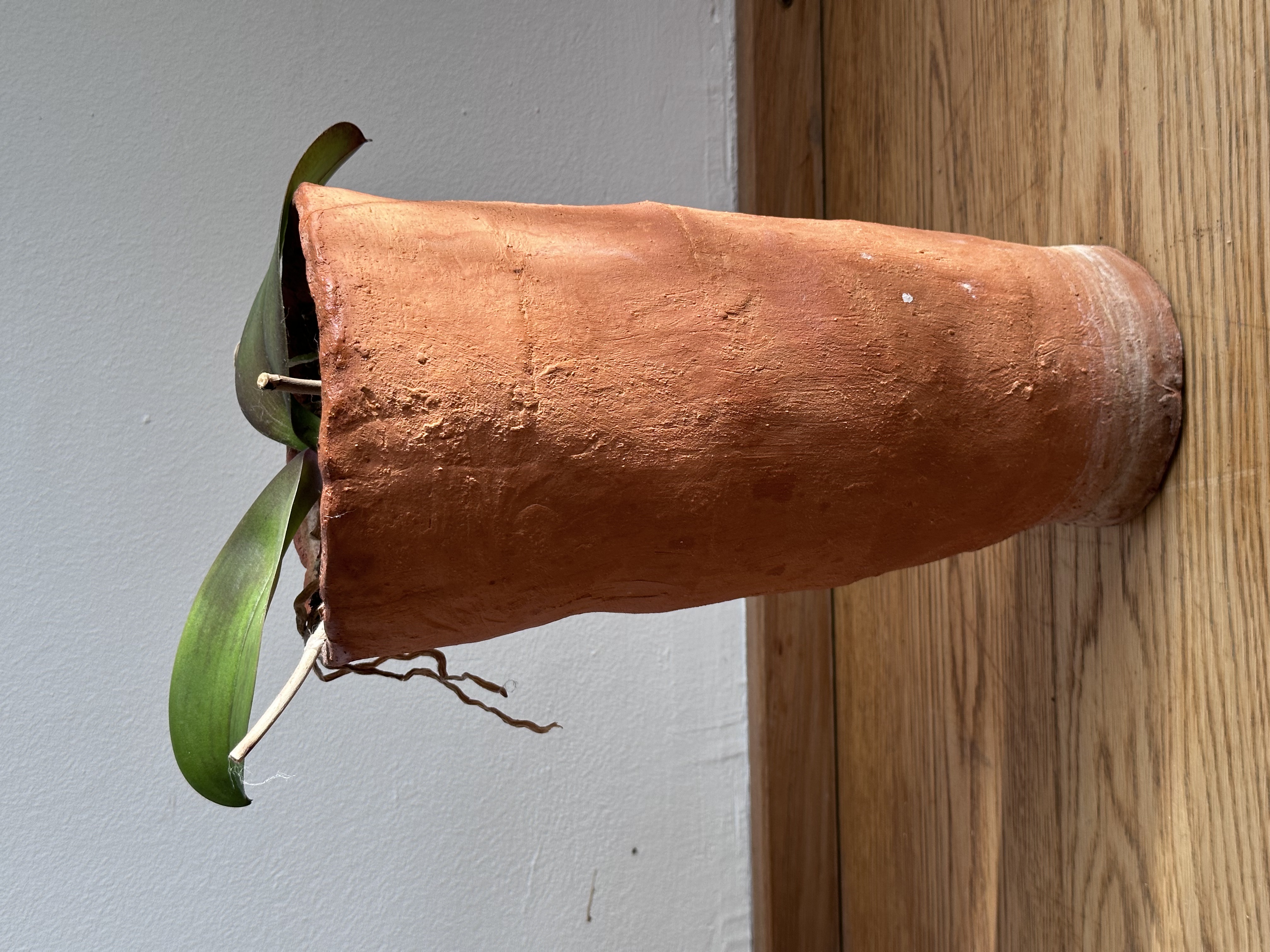 Fertiger 31cm hoher runder konisch zulaufender Blumentopf mit Pflanze 