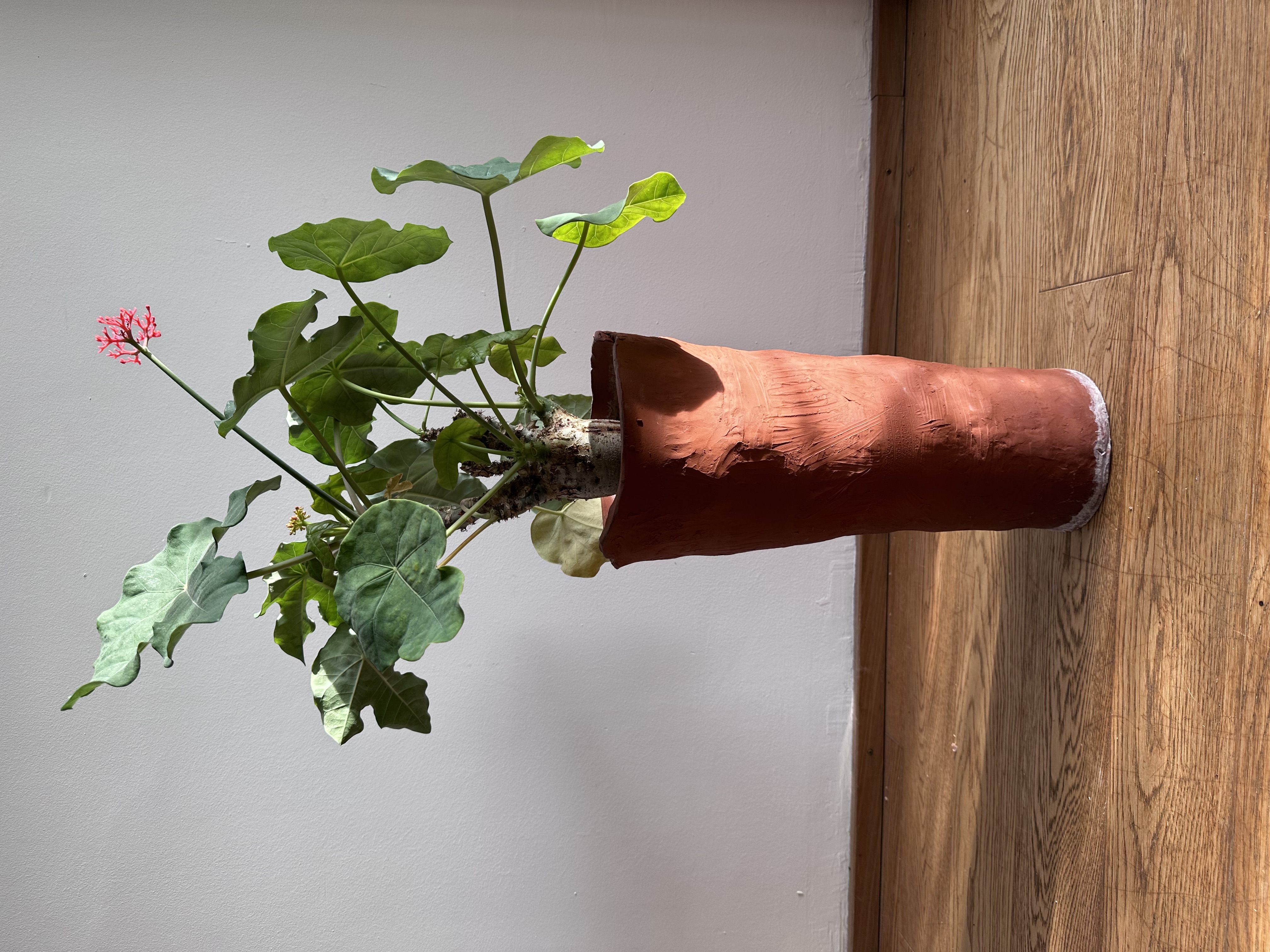 Fertiger 45cm hoher runder konisch zulaufender Blumentopf aus rotem Ton mit Pflanze 