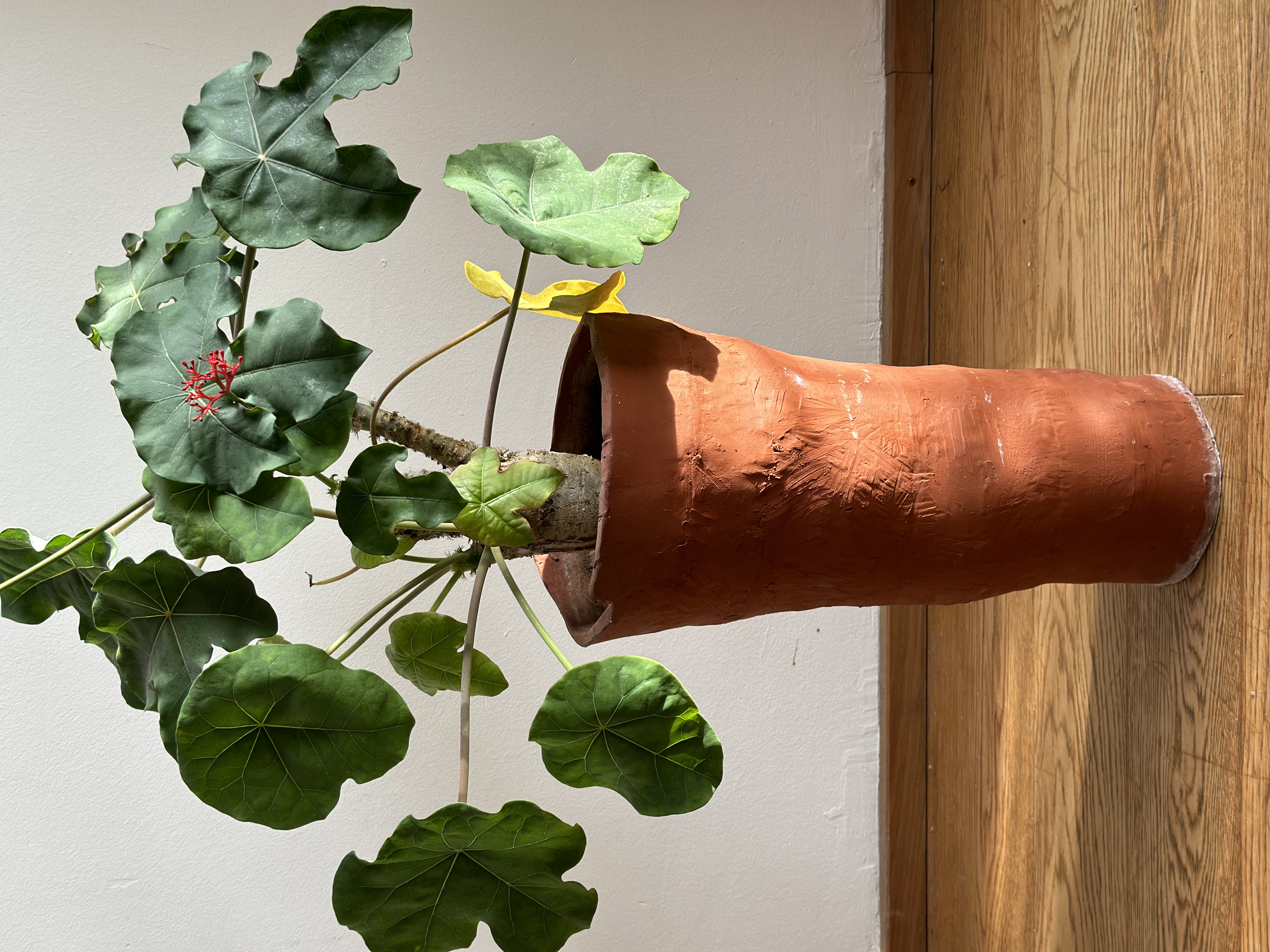 Fertiger 45cm hoher runder konisch zulaufender Blumentopf aus rotem Ton mit Pflanze 