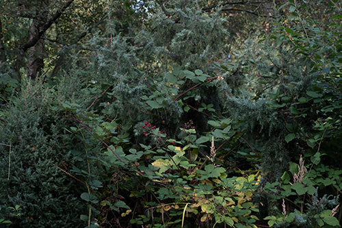 Blick auf Brombeerhecke