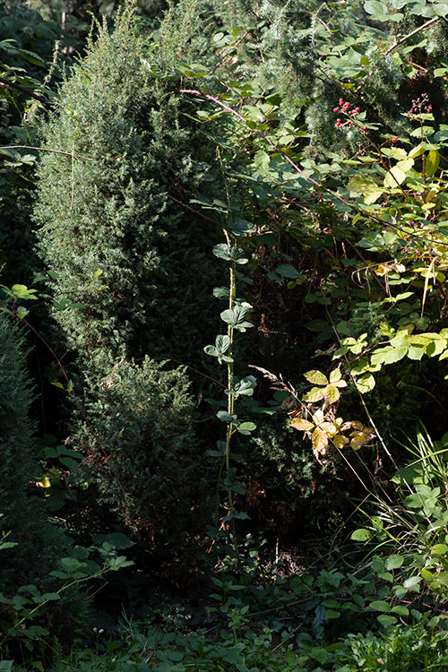 Blick auf Brombeerhecke