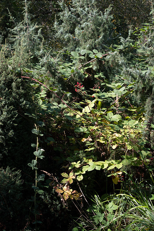 Blick auf Brombeerhecke