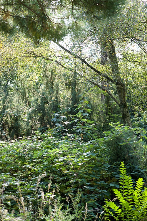Blick in grüne Sträucher