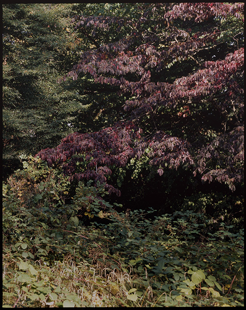 Blick in grünrotes Baumlaub