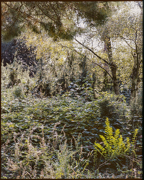 Blick in grüne Hecken und Sträucher