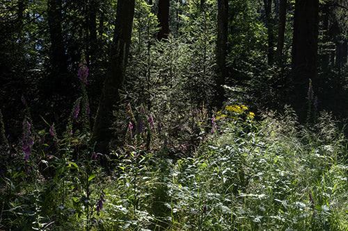 Blick auf blühende Blumen