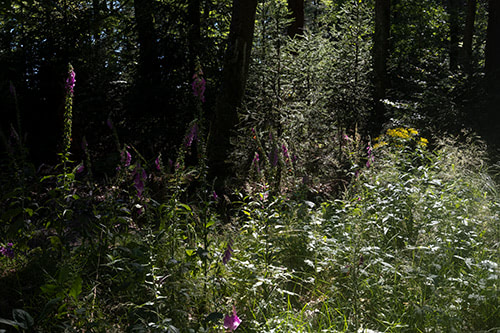 Blick auf blühende Blumen