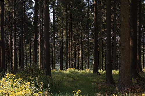 Blick auf Sonnenflecken im Wald