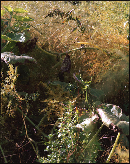 Verschlungene Pflanzen