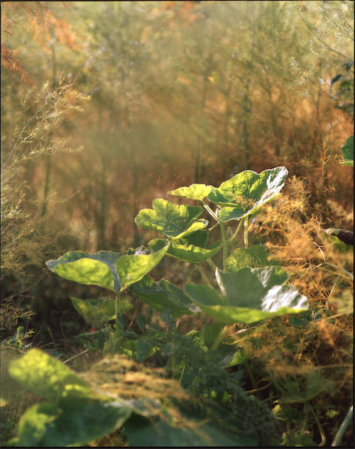 Verschlungene Pflanzen