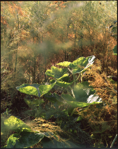 Verschlungene Pflanzen