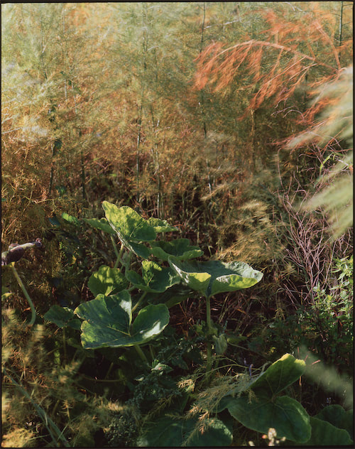 Verschlungene Pflanzen