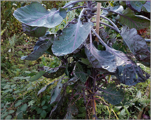 Ausschnitt Gemüsestaude