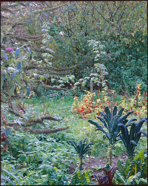 Gartenausschnitt mit Pentax 6x7