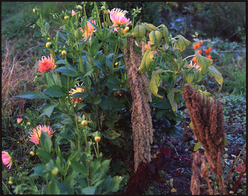 Dalienkomposition im kühlen Licht