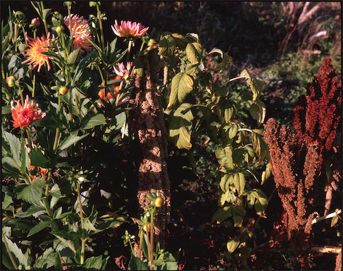 Dalienkomposition im warmen Licht