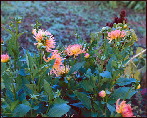 Daliennahsicht kühles Licht