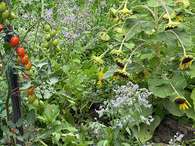 Ansicht Reiler Garten