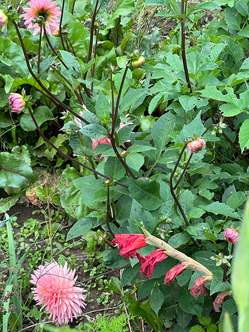 Ansicht Reiler Garten