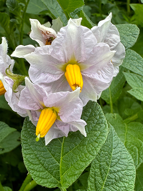 Ansicht Reiler Garten