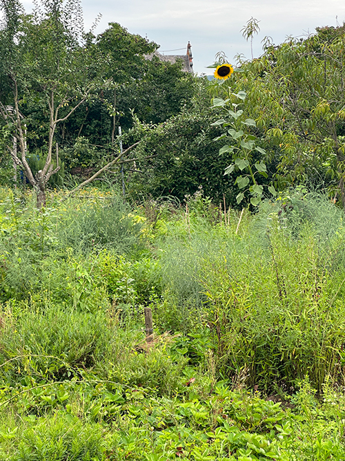 Ansicht Reiler Garten